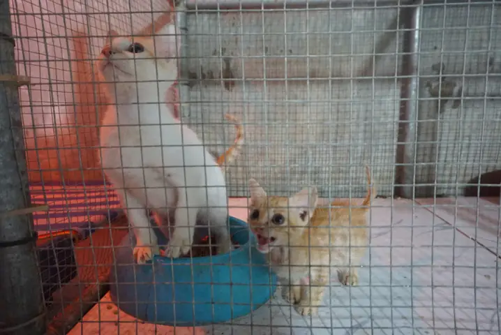 Những Chú Mèo Bị Bỏ Rơi Được Team 16 Đà Nẵng Đem Về Chăm Sóc. Ảnh: Hoàng Vinh.