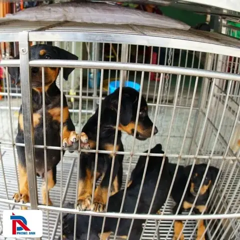 Các Loại Chó Cảnh Chúng Tôi Thu Mua Tại Hà Nội