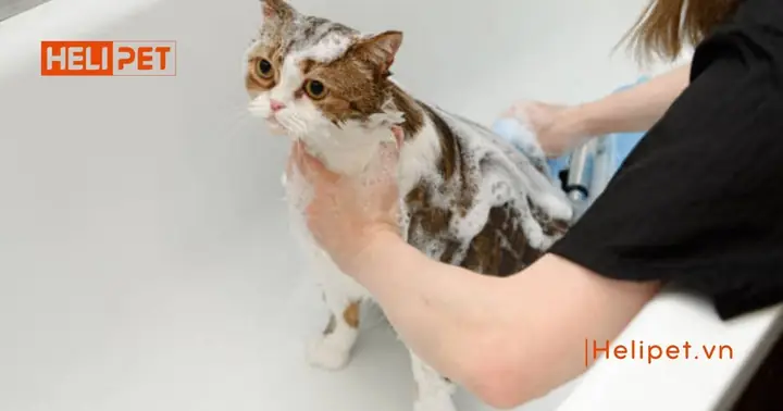 Cách Tắm Cho Boss Bằng Nước