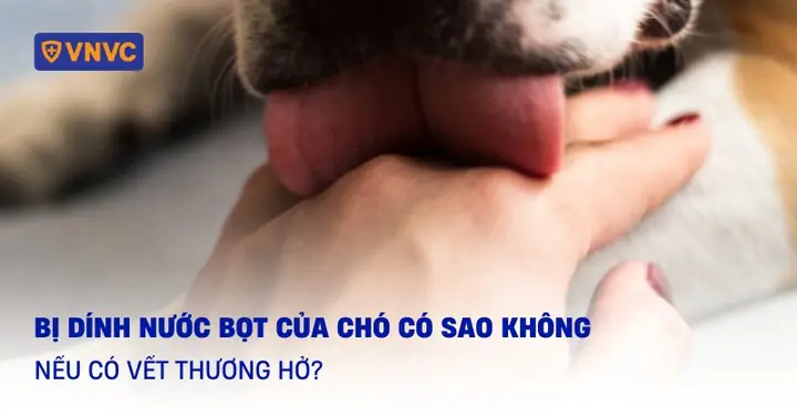 Nước Bọt Của Chó Có Tác Dụng Gì?