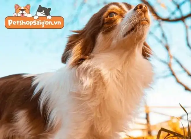 Nước Đái Chó Màu Vàng: Nguyên Nhân, Khi Nào Cần Lo Lắng Và Cách Xử Lý