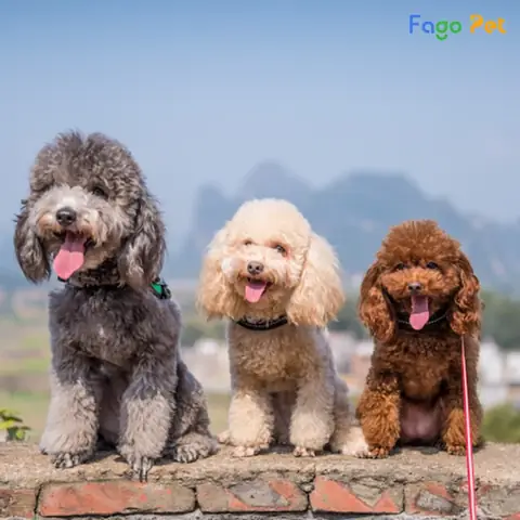 Công Dụng Và Ưu Điểm Của Nước Hoa Cho Chó Poodle
