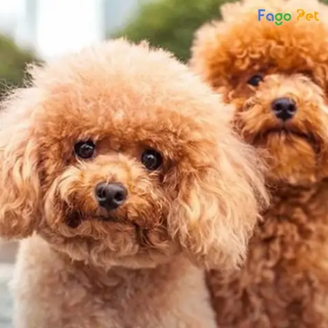 Hướng Dẫn Sử Dụng Nước Hoa Cho Chó Poodle