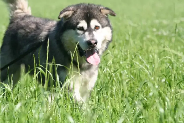 Có Nên Cho Chó Alaska Mẹ Tự Ăn Nhau Thai? Có Nên Cho Chó Alaska Mẹ Tự Ăn Nhau Thai?