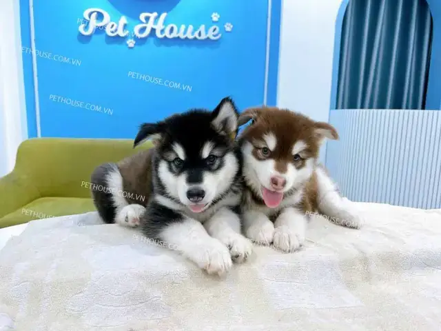 Quá Trình Sinh Sản Và Chăm Sóc Chó Con Sau Sinh Quá Trình Sinh Sản Và Chăm Sóc Chó Con Sau Sinh