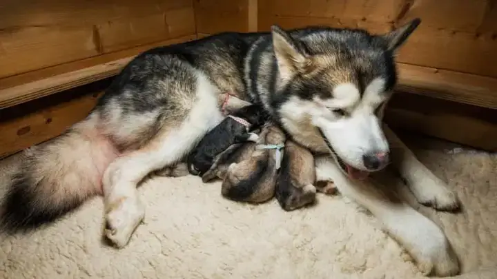 Chăm Sóc Chó Alaska Cái Mang Thai: Giai Đoạn Quan Trọng Nhất Chăm Sóc Chó Alaska Cái Mang Thai: Giai Đoạn Quan Trọng Nhất