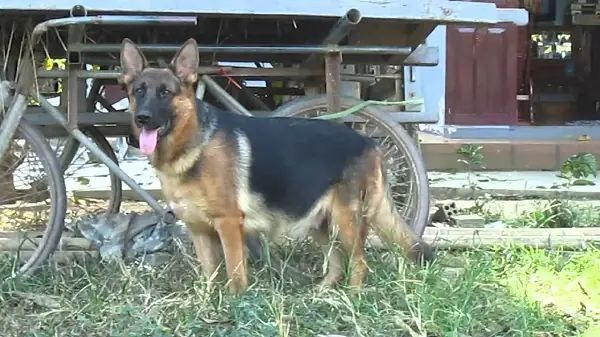 Chăm Sóc Chó Cái Mang Thai