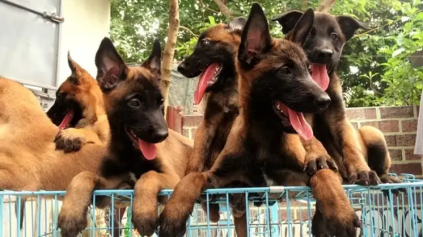 Chọn Giống Chó Cái Chọn Giống Chó Cái