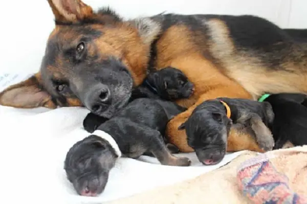 Chuẩn Bị Cho Chó Đẻ Chuẩn Bị Cho Chó Đẻ