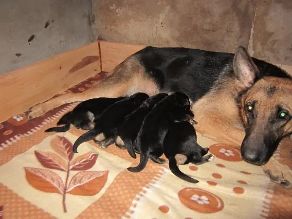 Ky-thuat-nuoi-cho-becgie-sinh-san-2 Ky-thuat-nuoi-cho-becgie-sinh-san-2