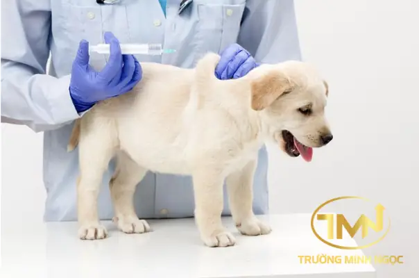 Thực Hiện Tiêm Phòng Bệnh Dại Cho Chó, Mèo