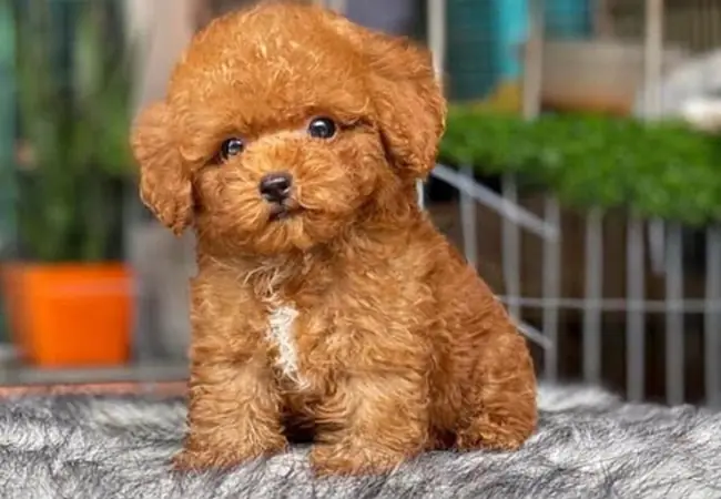 Cân Nhắc Các Yếu Tố Cá Nhân Và Gia Đình Trước Khi Nuôi Chó Cảnh Cân Nhắc Các Yếu Tố Cá Nhân Và Gia Đình Trước Khi Nuôi Chó Cảnh