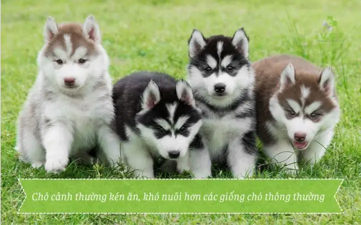 Nuôi Chó Cảnh Cần Những Gì? Hướng Dẫn Chuyên Sâu Từ A-z Nuôi Chó Cảnh Cần Những Gì? Hướng Dẫn Chuyên Sâu Từ A-z