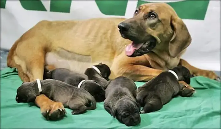 Cách Nuôi Chó Sinh Sản Từ A - Z