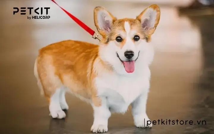 Nuôi Chó Trong Không Gian Hẹp Nuôi Chó Trong Không Gian Hẹp