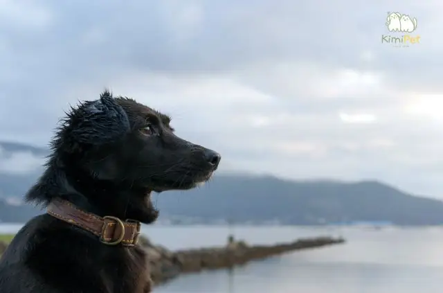 Cách Nuôi Và Chăm Sóc Chó Mực