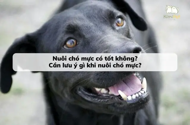 Nuôi Chó Mực Tốt Không? Cần Lưu Ý Gì Khi Nuôi Chó Mực?