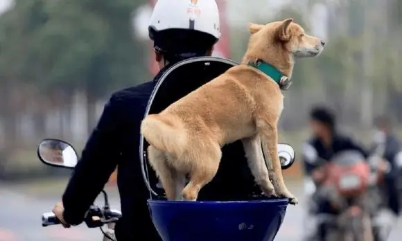 Đừng Ngại Tìm Hiểu Những Kiến ​​thức Về 'chuyện Ấy' Của Loài Chó, Điều Đó Rất Tốt Khi Nuôi Thú Cưng