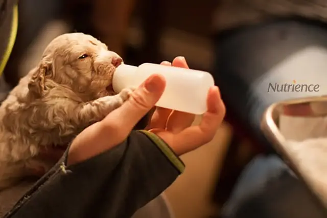 Chăm Sóc Chó Sơ Sinh Qua Chế Độ Ăn Uống Chăm Sóc Chó Sơ Sinh Qua Chế Độ Ăn Uống