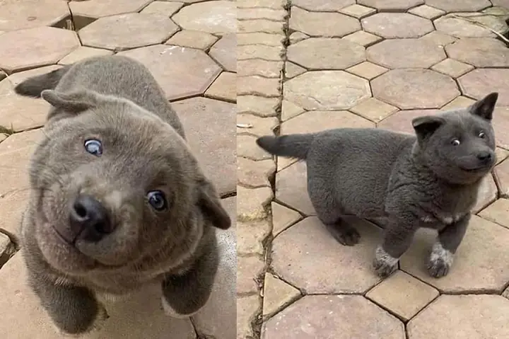 Những Lợi Ích Của Việc Nuôi Chó Đen Những Lợi Ích Của Việc Nuôi Chó Đen