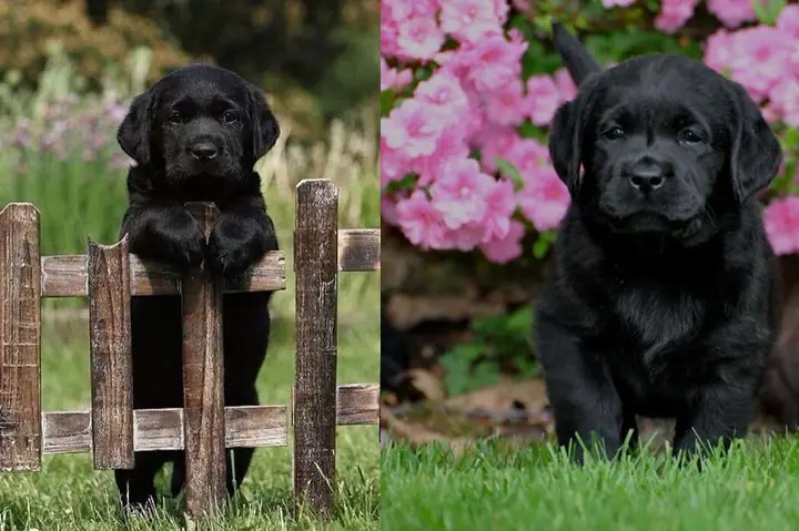 Trở Thành Người Bạn Đồng Hành Trung Thành Trở Thành Người Bạn Đồng Hành Trung Thành