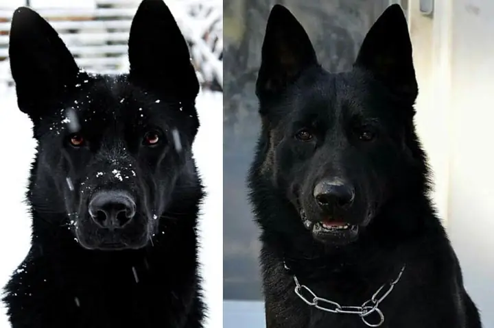 Những Quan Niệm Ủng Hộ Việc Nuôi Chó Đen Những Quan Niệm Ủng Hộ Việc Nuôi Chó Đen