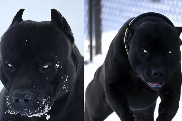 Những Đặc Điểm Của Từng Loại Chó Đen Những Đặc Điểm Của Từng Loại Chó Đen