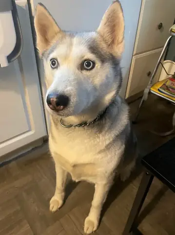 Giống Chó Cần Tránh Nuôi Khi Nhà Có Trẻ Nhỏ - Ảnh 3.