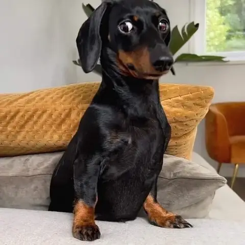 Giống Chó Cần Tránh Nuôi Khi Nhà Có Trẻ Nhỏ - Ảnh 6.