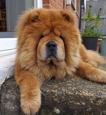 Giống Chó Cần Tránh Nuôi Khi Nhà Có Trẻ Nhỏ - Ảnh 1.