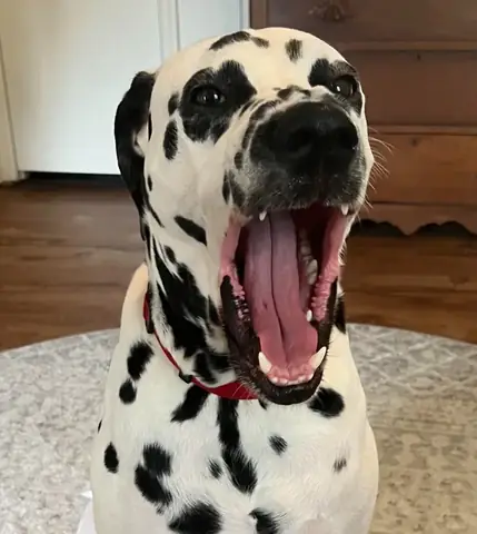 Giống Chó Cần Tránh Nuôi Khi Nhà Có Trẻ Nhỏ - Ảnh 2.