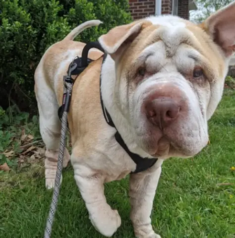 Giống Chó Cần Tránh Nuôi Khi Nhà Có Trẻ Nhỏ - Ảnh 5.