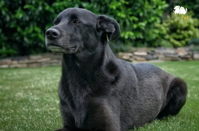 Chó Mực Là Loài Chó Gì?