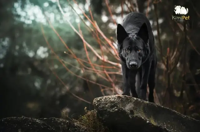 Nuôi Chó Mực Có Tốt Không?