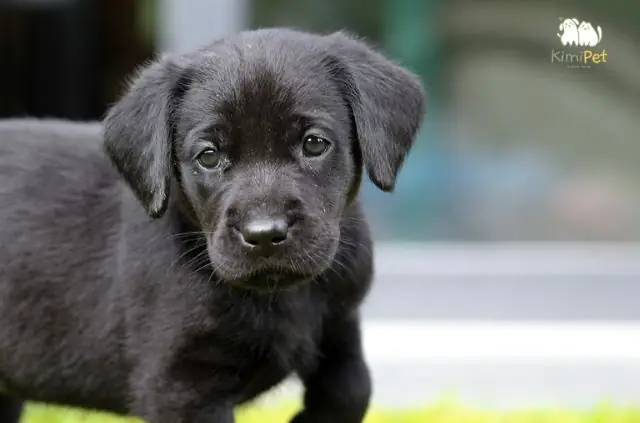 Chó Mực Có Thể Nhận Biết Tà Khí?