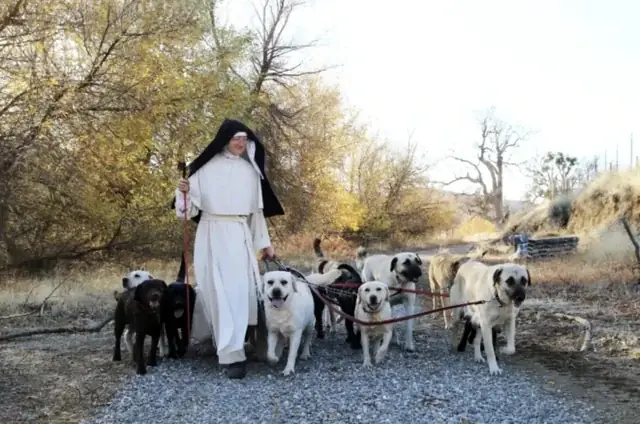 Nuôi Chó Ở Thành Phố: Hướng Dẫn Toàn Diện Từ Chuyên Gia