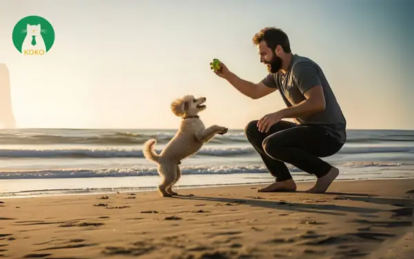 Standard Poodle (poodle Standard – Poodle Đại)