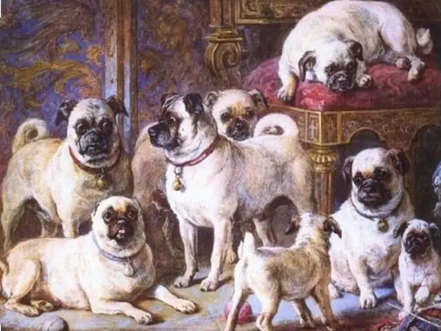 Nguồn Gốc Của Chó Pug?