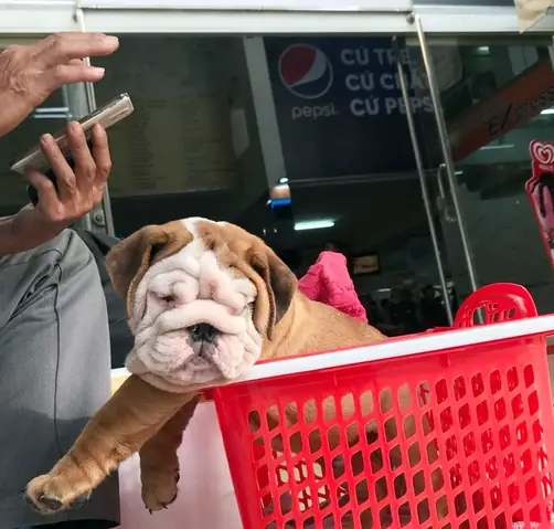 Không Cấm Nhưng Phải Đúng Quy Định