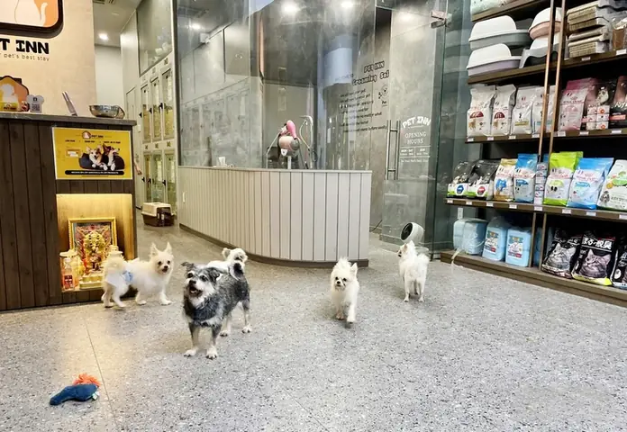 Một Cơ Sở Chăm Sóc Thú Cưng Ở Tp Thủ Đức Nhận Nuôi Tạm 19 Con Chó Của Một Cô Gái Bỏ Lại Ở Một Chung Cư Quận 7, Tp.hcm - Ảnh: Châu Tuấn