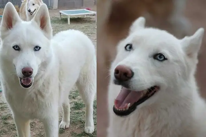 Chó Trắng Mũi Đỏ Và Phong Thủy