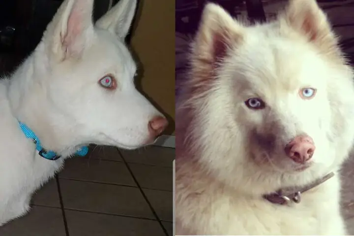 Chó Trắng Mũi Đỏ Trong Văn Hóa Và Tín Ngưỡng