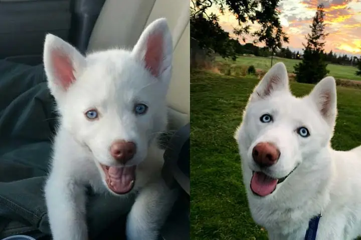 Vai Trò Và Ý Nghĩa Của Chó Trắng Mũi Đỏ