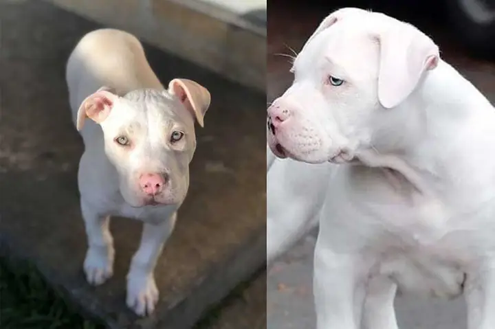 Nuôi Chó Trắng Mũi Đỏ