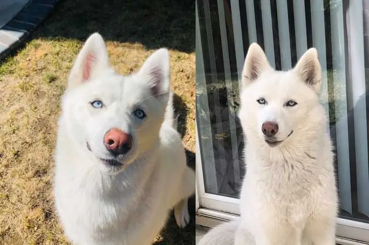 Sự Đóng Góp Của Chó Trắng Mũi Đỏ Trong Xã Hội