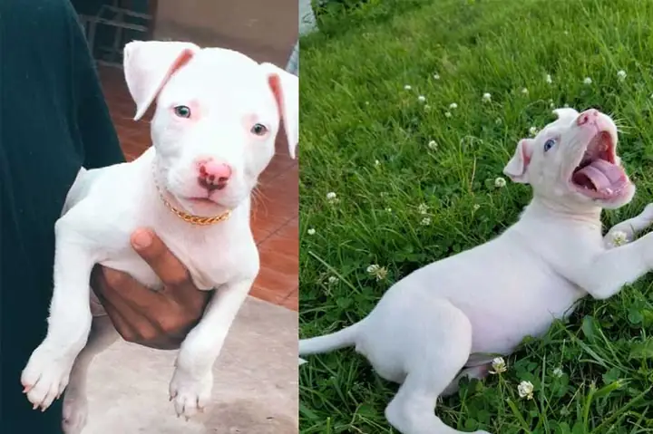 Các Lưu Ý Khi Chọn Nuôi Chó Trắng Mũi Đỏ