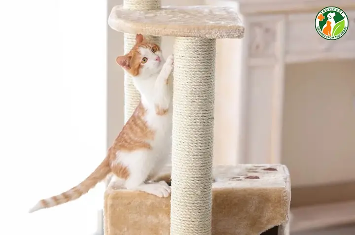 Chọn Nuôi Giống Thú Cưng Phù Hợp Với Không Gian Sống