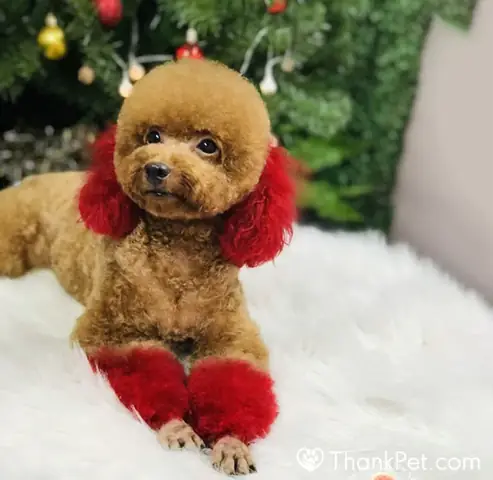 Tìm Hiểu Về Các Thuốc Nhuộm Lông Chó An Toàn