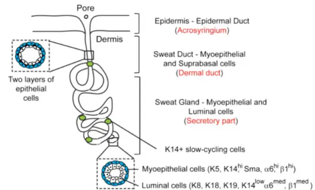 Ở Loài Chó Tuyến Mồ Hôi Tập Trung Ở Đâu
