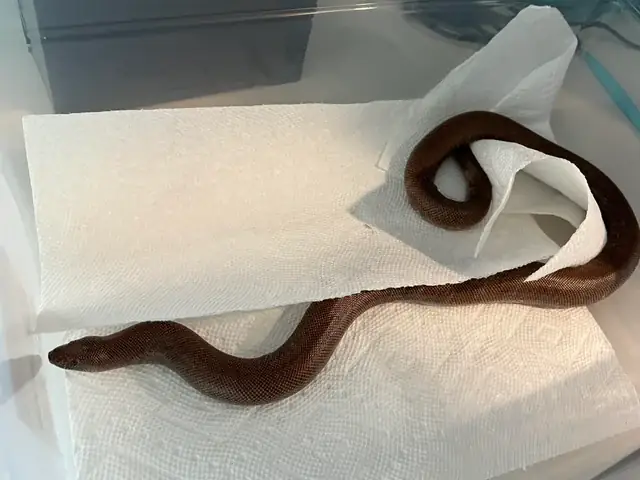 Ông Ấy Nuôi Chó Để Giữ Nhà: Hiểu Đúng Về Bản Năng Bảo Vệ Và Trách Nhiệm Của Người Nuôi